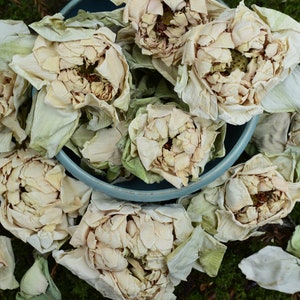 Dried lotus flowers with pale cream petals in a bowl