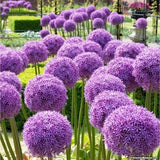 15 Allium Giganteum seeds---Flower seeds---Giant Allium seeds---Plant seeds---Gardening---Onion seeds--Gift
