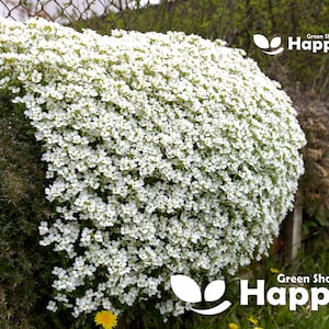 ROCK CRESS WHITE - 1000 seeds - Arabis caucasica - Rockery perennial flower - Alpine