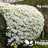 ROCK CRESS WHITE - 1000 seeds - Arabis caucasica - Rockery perennial flower - Alpine