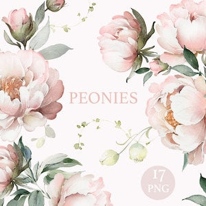 Watercolor peony floral clipart with pink blooms and green leaves