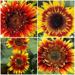 THE JOKER SUNFLOWER Seeds - Really Cute Joker Sunflowers Pollen Free Cute Flowers for Fresh Flower Arrangements / Bouquets / Garden - Seeds