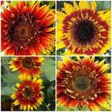 THE JOKER SUNFLOWER Seeds - Really Cute Joker Sunflowers Pollen Free Cute Flowers for Fresh Flower Arrangements / Bouquets / Garden - Seeds