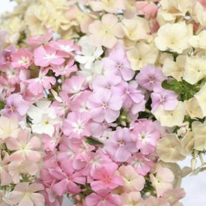 Pastel Mix Phlox Flower Seeds / Annual Plant / Flower Bouquets / Cut Flower / Phlox Coral Reef Seeds / (#GN6) / 40 seeds