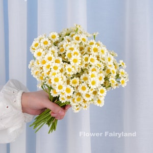 Artificial chamomile daisy flower bundle bouquet in bright white, held in hand