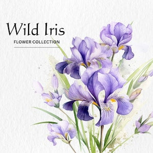 Watercolor wild iris flower bouquet clipart with purple blooms and green leaves