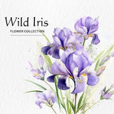 Watercolor Wild Iris Flower Clipart Bundle - watercolor wild iris flowers floral 8 PNG format instant digital download for commercial use