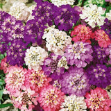 1000 Candytuft Ground Cover Seeds, Iberis Umbellata IB011M