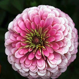 50 Pink Gigantica Zinnia Seeds, Largest Giant Zinnias, Zinnia Gigantica ZE1650