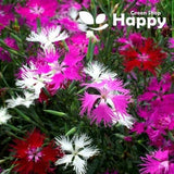 SUPERB PINK - 200 SEEDS - Dianthus superbus - Perennial fragrant flowers