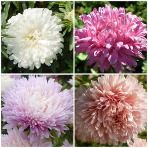Aster AppleBlossom Rose Flower Mix Seeds - Annual Chinese Aster in Apple Blossom Pink / White / Apricot and Rose Pink - Cut Flowers Garden