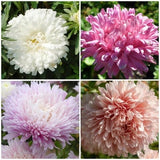 Aster AppleBlossom Rose Flower Mix Seeds - Annual Chinese Aster in Apple Blossom Pink / White / Apricot and Rose Pink - Cut Flowers Garden