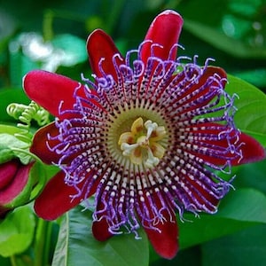 Red Passion Flower seeds, amazing colors, best gift for him & her, teacher gifts, home decor, can grow in all zones, mothers day fathers day