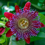 Red Passion Flower seeds, amazing colors, best gift for him & her, teacher gifts, home decor, can grow in all zones, mothers day fathers day