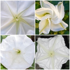 MOONFLOWER SEEDS - Giant Moonflower Vines / Ipomoea Alba Moonflower / Night Blooming / Moon Garden or Patio Garden / Ipomoea MoonFlower Seed
