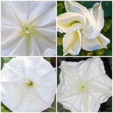 MOONFLOWER SEEDS - Giant Moonflower Vines / Ipomoea Alba Moonflower / Night Blooming / Moon Garden or Patio Garden / Ipomoea MoonFlower Seed