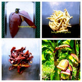Organic Sundried Banana Blossom ,Natural  High Healthy Flower Slices and Powder (1.06 oz / 30g - 16 oz /453g ) Free Delivery From Sri Lanka