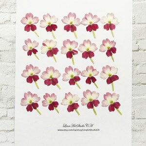 Pressed verbena flowers, pink and white, set of edible flower decorations on sheet