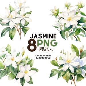 Jasmine flower watercolor PNG clipart set with white blooms and green leaves, 8 pack