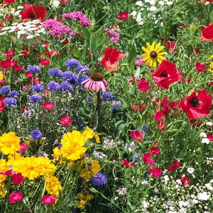 HUNDREDS of PERENNIAL Wildflower Seeds-DiY Practical Prepper Flower Garden-Rainbow Bulk Wild Flowers-Beautiful-Fragrant-Medicinal-L00K!