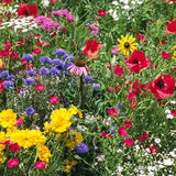 HUNDREDS of PERENNIAL Wildflower Seeds-DiY Practical Prepper Flower Garden-Rainbow Bulk Wild Flowers-Beautiful-Fragrant-Medicinal-L00K!