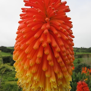 TORCH LILY SEEDS - Red Hot Poker Lily / Tritoma / Pfitzers / Attracts Hummingbirds Butterflies and Honeybees