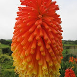 TORCH LILY SEEDS - Red Hot Poker Lily / Tritoma / Pfitzers / Attracts Hummingbirds Butterflies and Honeybees