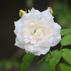 White rose flower close-up with green leaves, digital nature photo for wall art