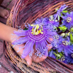 Dried passionflower whole flower with purple fringed petals and yellow center