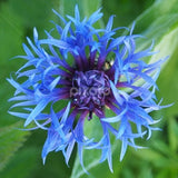 35 seeds, Mountain Cornflower, Centaurea Montana, Cornflower, perennial