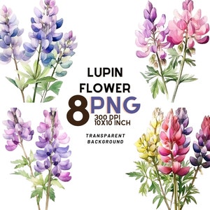 Watercolor lupin flower clipart set with purple and pink blooms, transparent background, 8 PNGs