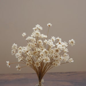 Dried star flower stems with small white star blossoms, bundle for wedding decor