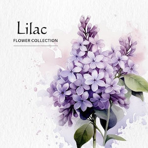 Watercolor lilac flower clipart bundle with purple lilac blooms and green leaves