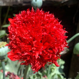 Organic Lucille Peony Poppy Seeds, Red Double Poppies, Pom-Pom Poppy Flowers, 300 Seeds // Organic, Non-GMO, papaver somniferum