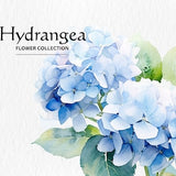 Watercolor Hydrangea Flowers Clipart Bundle - watercolor hydrangea flowers 8 PNG format instant digital download for commercial use