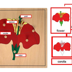 Parts of a flower Montessori 3-part cards with labeled stamen, pistil, corolla, calyx