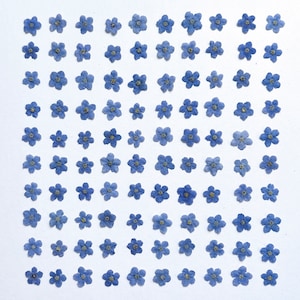 Pressed forget-me-not flowers, small blue dried blooms in a pack, for resin art