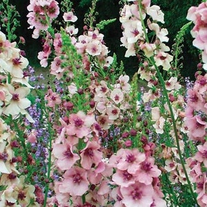100 seeds  Mulleins Verbascum thapsus, Scrophulariaceae Organic flower seeds - mixed