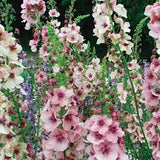 100 seeds  Mulleins Verbascum thapsus, Scrophulariaceae Organic flower seeds - mixed