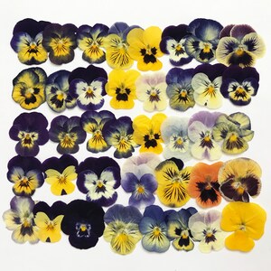 Pressed mixed pansies flowers, small yellow and purple petals for cake and craft use