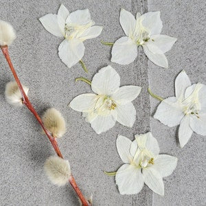 Set of white pressed larkspur flower blossoms for resin, scrapbooks, cardmaking.