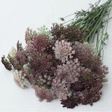 Dara Daucus Flower Seeds / Daucus carota /False Queen Anne's lace Flower Seeds / Ornamental carrot / (#D65)-B / 30+ seeds