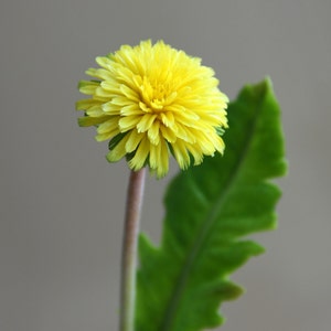 Artificial dandelion flower with yellow bloom, green leaves and stem