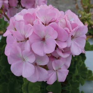 Quicksilver Pink Geranium Seeds, Maverick Series, Pelargonium Zonale PZ0610
