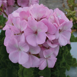 Quicksilver Pink Geranium Seeds, Maverick Series, Pelargonium Zonale PZ0610