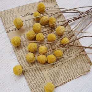 Dried billy balls bunch with small yellow spherical flower heads on stems