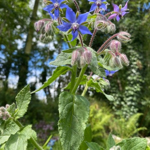 Borage l Freshly harvested 2023 l Organic seeds l pollinator magnet l Anual Herb l Edible flower l free  delivery l bee garden l Ireland