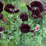 100 Black Peony Poppy Flower Seeds- Attractive and Beautiful annual Papaver Paeoniflorum Poppy-B172