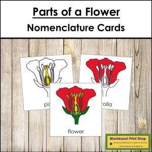Set of three flower parts nomenclature cards with labeled diagram illustrations