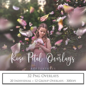 Rose petal PNG overlay set for photos, 32 overlays featuring floating petals on card